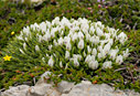 Astragalus angustifolius