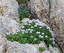 Campanula jacquinii