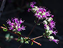 Origanum microphyllum