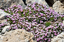 Acantholimon androsaceum