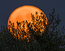 Full moon rising