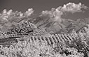 Infrared landscape