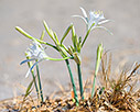 Sea daffodils 