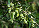 Olives