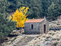 Autumn coloura