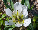 Androcymbium rechingeri in Falasarna