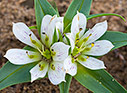 Androcymbium rechingeri in Falasarna