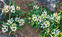 Androcymbium rechingeri