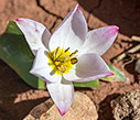 Tulipa cretica