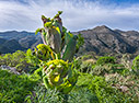 A budding Giant Fennel in Polyrinia