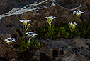 Arenaria cretica