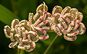Tordylium apulum seed heads 