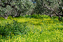 Spring in an olive grove