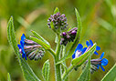 Anchusa italica
