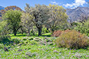Spring in Omalos
