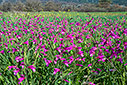 A field in Anopolis