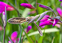 Hummingbird hawk-moth in a field of Gladiolus italicus