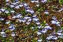 Sonelopsis minuta subsp. annua