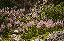 Lamium garganicum subsp. striatum