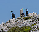 On the summit