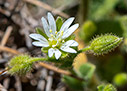 Cerastium brachypetalum subsp. roeseri