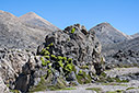 Mountain juniper 