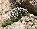 Campanula jacquinii