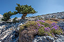 Flowering thyme 