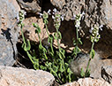 Nepeta sphaciotica