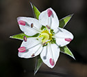 Minuartia attica