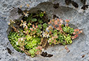 Sedum tristriatum