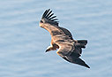 Griffon vulture