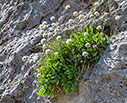 Cephalaria squamiflora 