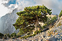 A cypress on the way to Gingilos
