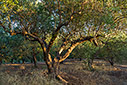 Evening in an olive grove