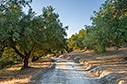 Evening in an olive grove