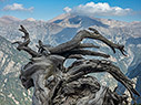 Ancient cypress