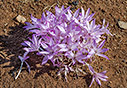 Colchicum macrophyllum