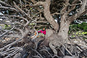 Ancient cypress