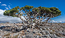 Ancient cypress