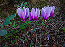 Cyclamen graecum 