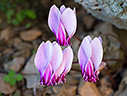 Cyclamen graecum 