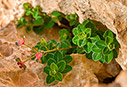 Euphorbia dimorphocaulon