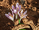 Colchicum pusillum