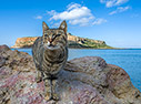 Balos cat