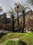 The palm forest of Preveli - January 2011