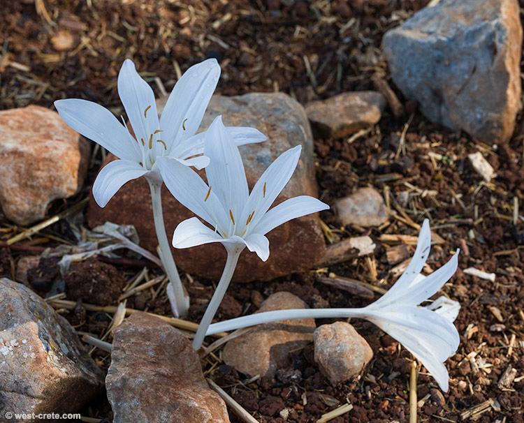 Colchicum macrophyllum, white variety - Click to enlarge Colchicum macrophyllum, white variety - Click to enlarge