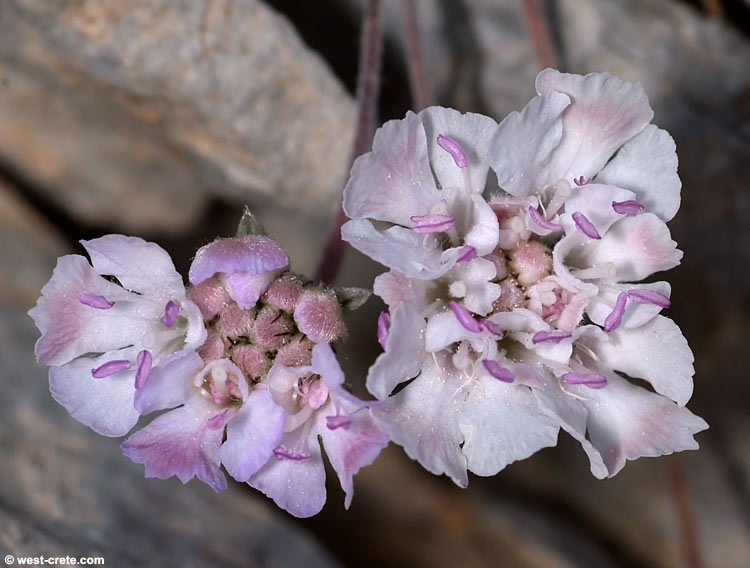 Lomelosia sphaciotica  - Click to enlarge