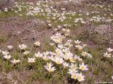 Crocus field in the mountains