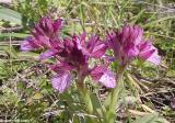 Butterfly orchid